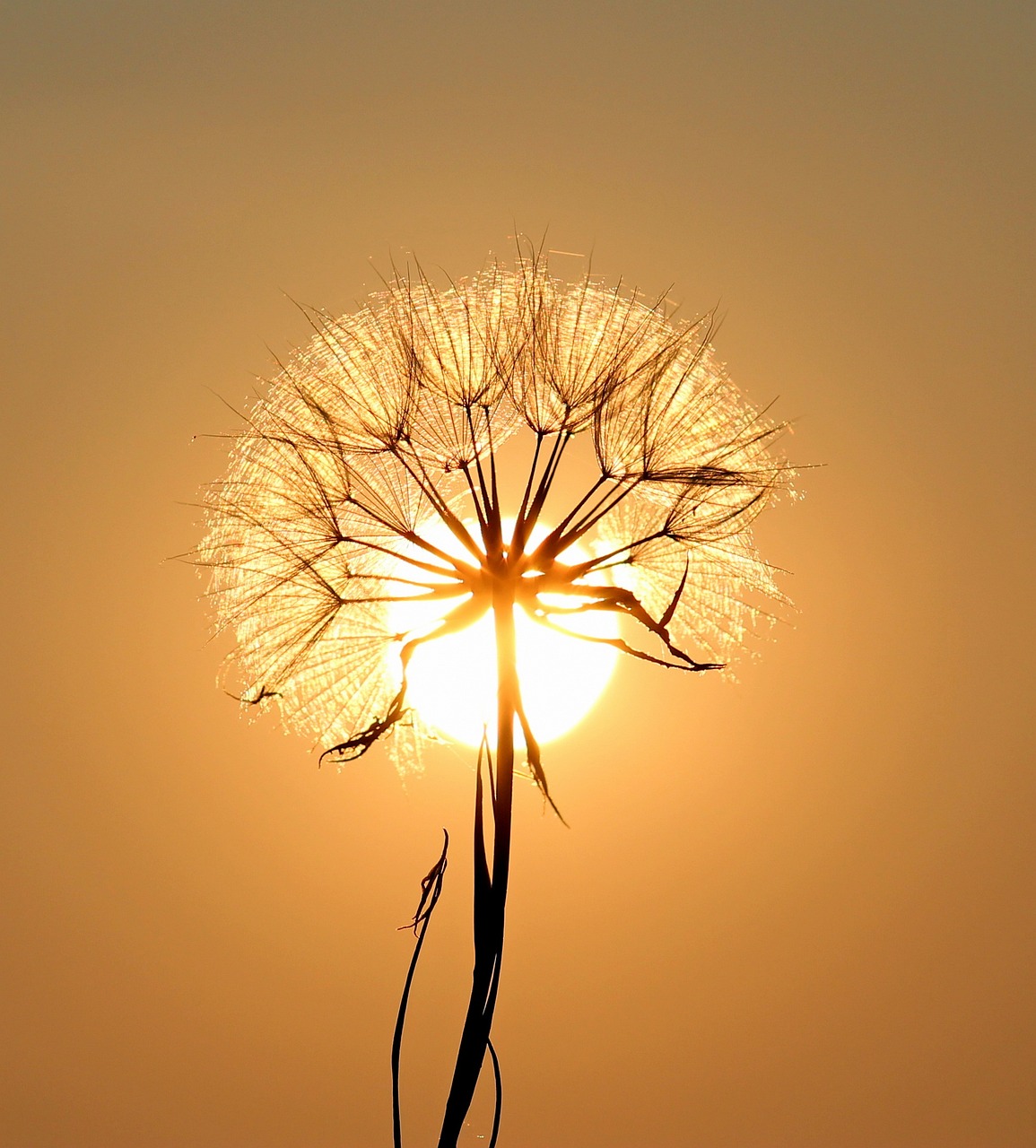 Löwenzahn, Sonne, Gegenlicht